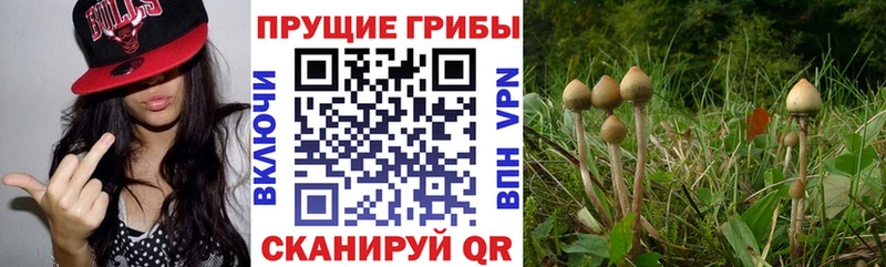 Купить  Мостовской  Псилоцибиновые грибы ЛСД 